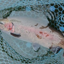雨のトラポンで爆釣！ ～岡崎トラウトポンド～
